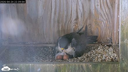 Richmond Virginia Peregrine Falcon Live Cam - Apr 24, 2026, 10:50pm EDT