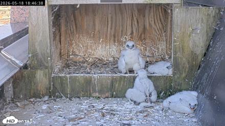 Richmond Virginia Peregrine Falcon Live Cam - May 18, 2026, 6:47pm EDT