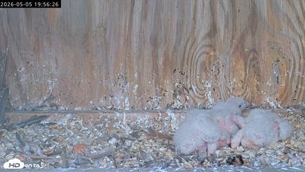 Richmond Virginia Peregrine Falcon Live Cam - May 5, 2026, 7:57pm EDT