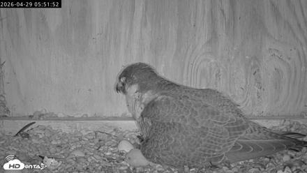 Richmond Virginia Peregrine Falcon Live Cam - Apr 29, 2026, 6:03am EDT