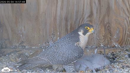 Richmond Virginia Peregrine Falcon Live Cam - May 4, 2026, 2:58pm EDT