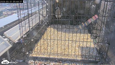 Richmond Virginia Peregrine Falcon Live Cam - May 31, 2026, 9:47am EDT