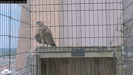 Richmond Virginia Peregrine Falcon Live Cam - Jun 9, 2026, 2:29pm EDT