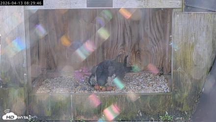 Richmond Virginia Peregrine Falcon Live Cam - Apr 13, 2026, 8:41am EDT