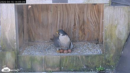 Richmond Virginia Peregrine Falcon Live Cam - Apr 16, 2026, 2:21pm EDT