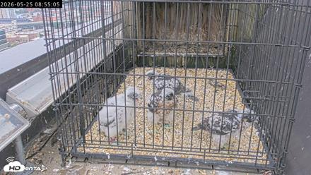 Richmond Virginia Peregrine Falcon Live Cam - May 25, 2026, 8:56am EDT