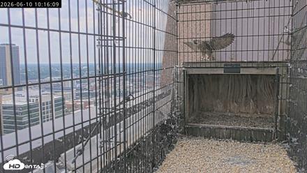 Richmond Virginia Peregrine Falcon Live Cam - Jun 10, 2026, 10:18am EDT