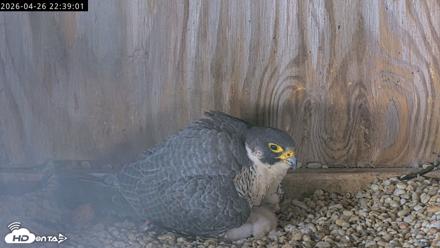 Richmond Virginia Peregrine Falcon Live Cam - Apr 26, 2026, 10:50pm EDT