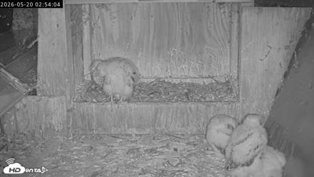 Richmond Virginia Peregrine Falcon Live Cam - May 20, 2026, 2:54am EDT