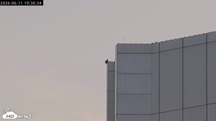 Richmond Virginia Peregrine Falcon Live Cam - Jun 11, 2026, 7:38pm EDT