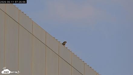 Richmond Virginia Peregrine Falcon Live Cam - Jun 11, 2026, 7:27am EDT