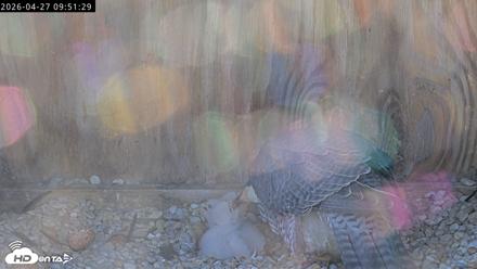 Richmond Virginia Peregrine Falcon Live Cam - Apr 27, 2026, 10:03am EDT