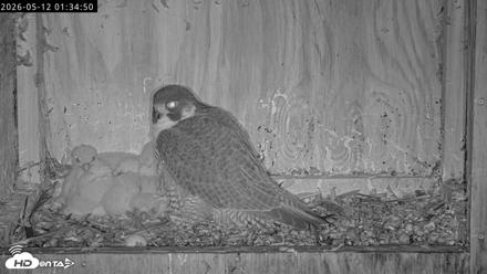 Richmond Virginia Peregrine Falcon Live Cam - May 12, 2026, 1:35am EDT