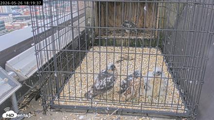 Richmond Virginia Peregrine Falcon Live Cam - May 26, 2026, 6:21pm EDT