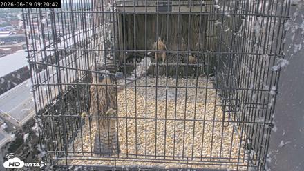 Richmond Virginia Peregrine Falcon Live Cam - Jun 9, 2026, 9:23am EDT