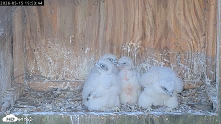 Richmond Virginia Peregrine Falcon Live Cam - May 15, 2026, 7:54pm EDT
