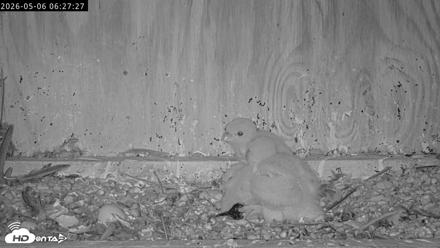 Richmond Virginia Peregrine Falcon Live Cam - May 6, 2026, 6:28am EDT