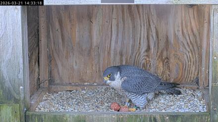 Richmond Virginia Peregrine Falcon Live Cam - Mar 21, 2026, 2:44pm EDT