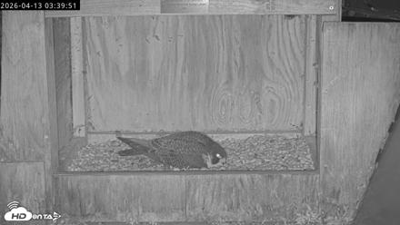Richmond Virginia Peregrine Falcon Live Cam - Apr 13, 2026, 3:51am EDT