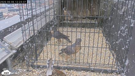Richmond Virginia Peregrine Falcon Live Cam - Jun 6, 2026, 12:25pm EDT