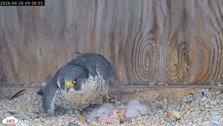 Richmond Virginia Peregrine Falcon Live Cam - Apr 28, 2026, 10:10am EDT