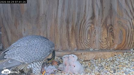 Richmond Virginia Peregrine Falcon Live Cam - Apr 29, 2026, 7:53am EDT