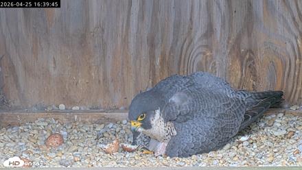 Richmond Virginia Peregrine Falcon Live Cam - Apr 25, 2026, 4:51pm EDT