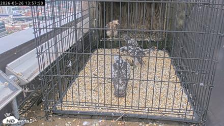 Richmond Virginia Peregrine Falcon Live Cam - May 26, 2026, 1:59pm EDT