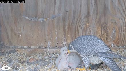 Richmond Virginia Peregrine Falcon Live Cam - May 2, 2026, 11:13am EDT