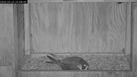 Richmond Virginia Peregrine Falcon Live Cam - Mar 22, 2026, 11:20pm EDT
