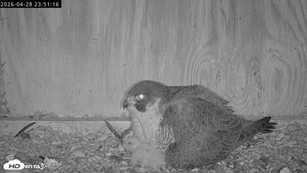Richmond Virginia Peregrine Falcon Live Cam - Apr 29, 2026, 12:02am EDT