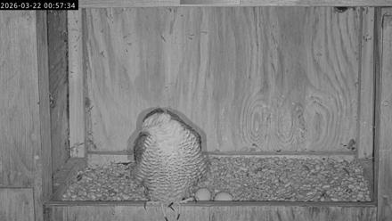 Richmond Virginia Peregrine Falcon Live Cam - Mar 22, 2026, 1:08am EDT