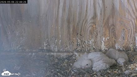 Richmond Virginia Peregrine Falcon Live Cam - May 6, 2026, 10:45pm EDT