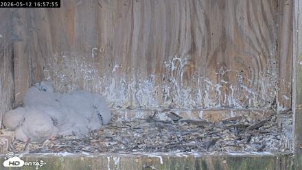 Richmond Virginia Peregrine Falcon Live Cam - May 12, 2026, 4:58pm EDT
