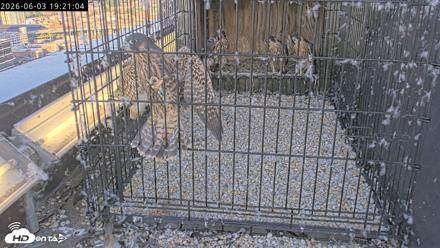Richmond Virginia Peregrine Falcon Live Cam - Jun 3, 2026, 7:22pm EDT