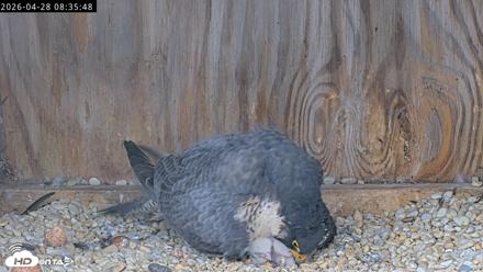 Richmond Virginia Peregrine Falcon Live Cam - Apr 28, 2026, 8:47am EDT