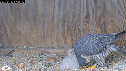 Richmond Virginia Peregrine Falcon Live Cam - Apr 29, 2026, 7:48am EDT