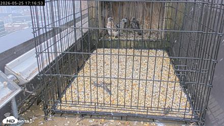 Richmond Virginia Peregrine Falcon Live Cam - May 25, 2026, 5:18pm EDT