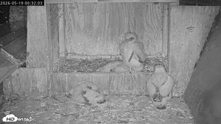Richmond Virginia Peregrine Falcon Live Cam - May 19, 2026, 12:32am EDT