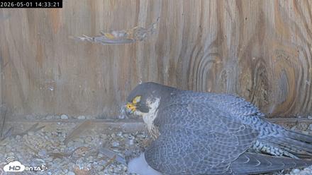 Richmond Virginia Peregrine Falcon Live Cam - May 1, 2026, 2:34pm EDT