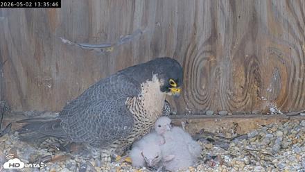 Richmond Virginia Peregrine Falcon Live Cam - May 2, 2026, 1:37pm EDT