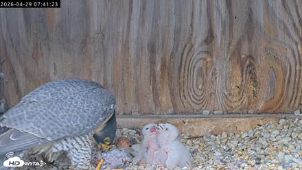 Richmond Virginia Peregrine Falcon Live Cam - Apr 29, 2026, 7:53am EDT