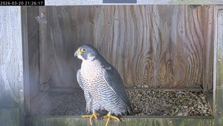 Richmond Virginia Peregrine Falcon Live Cam - Mar 20, 2026, 9:37pm EDT