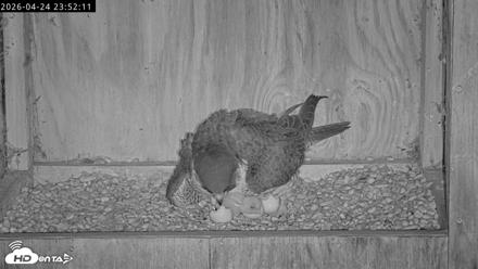 Richmond Virginia Peregrine Falcon Live Cam - Apr 25, 2026, 12:03am EDT