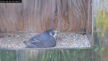 Richmond Virginia Peregrine Falcon Live Cam - Apr 2, 2026, 7:51am EDT
