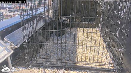 Richmond Virginia Peregrine Falcon Live Cam - May 31, 2026, 2:07pm EDT