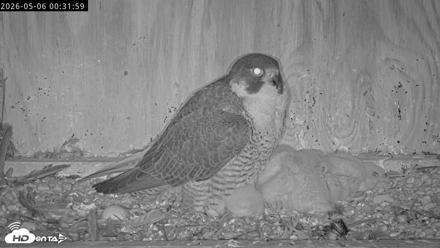 Richmond Virginia Peregrine Falcon Live Cam - May 6, 2026, 12:32am EDT