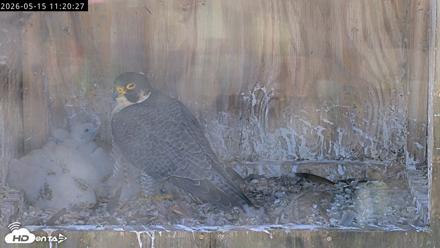 Richmond Virginia Peregrine Falcon Live Cam - May 15, 2026, 11:21am EDT