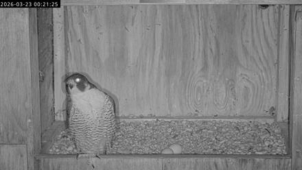 Richmond Virginia Peregrine Falcon Live Cam - Mar 23, 2026, 12:32am EDT