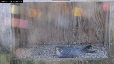 Richmond Virginia Peregrine Falcon Live Cam - Mar 23, 2026, 11:02am EDT